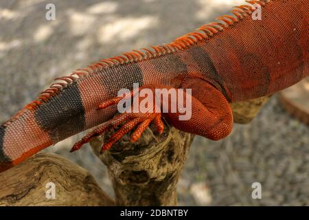 Nahaufnahme des hinteren Beines des schönen roten Leguans auf Ast. Tiernasaufnahme von orangefarbenem Leguan sitzt auf Baum. Eine Unterart des Roten Morphs. Schüchternes Anima Stockfoto