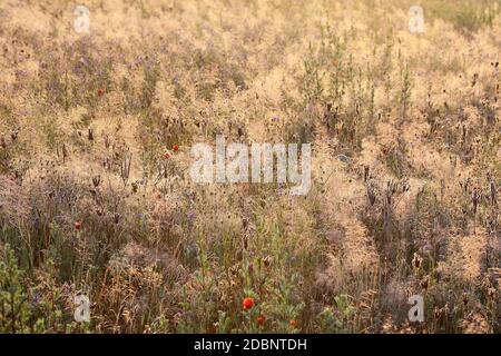 Gräser auf einer bunten Wiese im frühen Morgenlicht Stockfoto