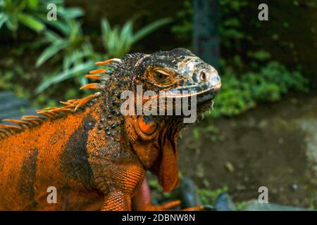 Seitenansicht des Kopfes von Red Iguana. Seitenansicht des Iguana Leguana im Portrait. Isoliert auf natürlichem Hintergrund. Große Erwachsene Eidechse. Schöner roter Leguan, tierischer Klo Stockfoto