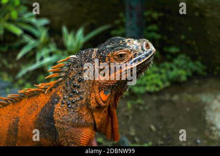 Seitenansicht des Kopfes von Red Iguana. Seitenansicht des Iguana Leguana im Portrait. Isoliert auf natürlichem Hintergrund. Große Erwachsene Eidechse. Schöner roter Leguan, tierischer Klo Stockfoto