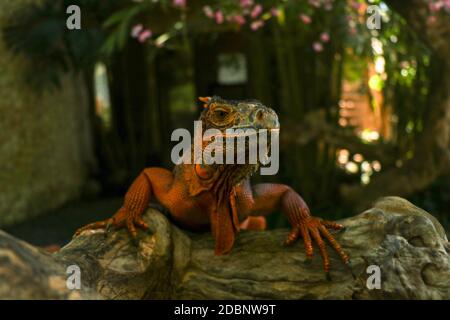 Vorderansicht des Kopfes von Red Iguana. Roter Leguan klettert einen Baum hinauf. Makrofoto von großem Leguane Leguane. Roter Leguan auf natürlichem Hintergrund isoliert. Groß a Stockfoto