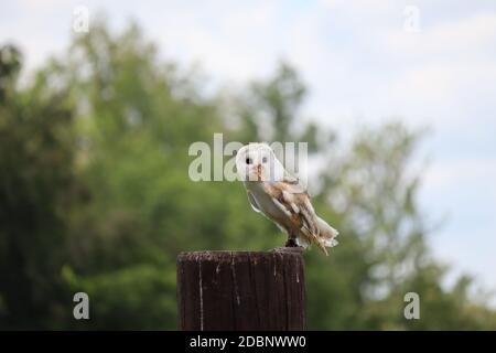 Schleiereule Stockfoto