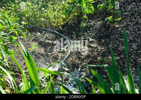 Bewässerung im Garten. Еhe Sprinkleranlagen bewässert die Pflanzen an einem sonnigen Tag. Stockfoto