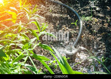 Bewässerung im Garten. Еhe Sprinkleranlagen bewässert die Pflanzen an einem sonnigen Tag. Stockfoto