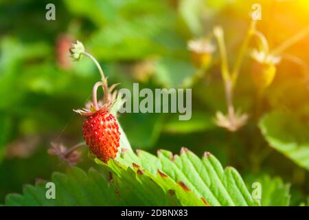 Rote beeren Erdbeeren auf Zweige an einem klaren sonnigen Tag Stockfoto