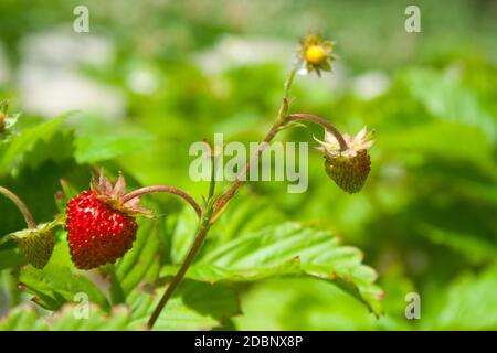 Rote beeren Erdbeeren auf Zweige an einem klaren sonnigen Tag Stockfoto