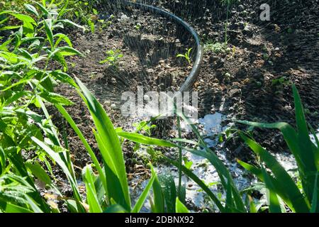 Bewässerung im Garten. Еhe Sprinkleranlagen bewässert die Pflanzen an einem sonnigen Tag. Stockfoto