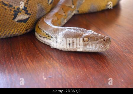 Kopf Python gelbes Muster auf einer Tischkante. Nahaufnahme der Schlangenhaut Textur Verwendung für Hintergrund. Porträt einer albino-retikulierten Python-Schlange. Wunderschön Stockfoto