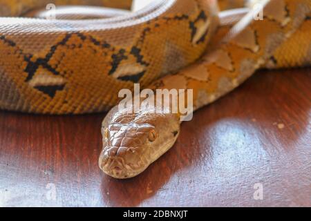 Porträt einer Albino Netzpythonnatter. Wunderschönes Reptil. Internationaler Schlangentag, 16. Juli. Konzept der Heimtierreptilien International Reptile Da Stockfoto