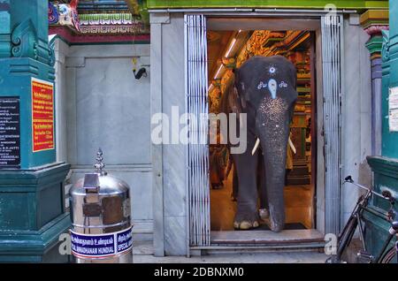 Pondicherry, Südindien - 30. Oktober 2018: Ein Elefant kommt aus einem Aulmigu Manakula Vinayagar Hindu-Tempel im Union Territory von Puducherr Stockfoto