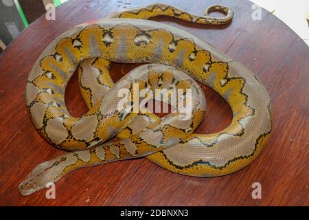 Albino Netzpython : Pythonschlange gelb auf dem Holztisch liegend. Nahaufnahme von Big Python regius oder Royal Python ist eine große, nicht giftige Schlinge Stockfoto