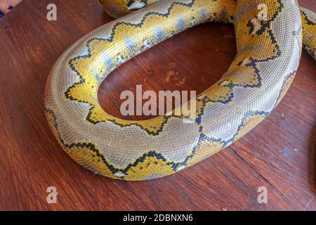 Albino Netzpython. Python Schlange gelb auf dem Holztisch liegend. Nahaufnahme von Big Python regius oder Royal Python ist eine große, nicht giftige Schlange Stockfoto