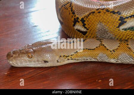 Kopf Python gelbes Muster auf einer Tischkante. Nahaufnahme der Schlangenhaut Textur Verwendung für Hintergrund. Porträt einer albino-retikulierten Python-Schlange. Wunderschön Stockfoto