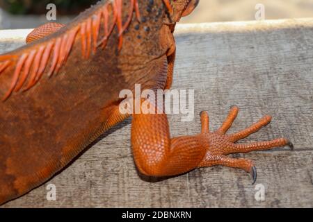 Nahaufnahme am vorderen Bein mit scharfen Krallen des tropischen Reptils Red Iguana. Konzentrieren Sie sich auf das Bein mit schuppiger Haut. Haut in Rot-, Orange-, Gelb- und Blautönen. Rot i Stockfoto