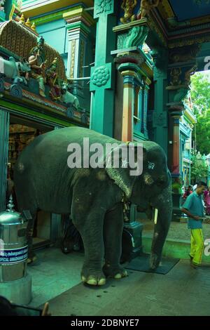 Pondicherry, Südindien - 30. Oktober 2018: Ein Elefant kommt aus einem Aulmigu Manakula Vinayagar Hindu-Tempel im Union Territory von Puducherr Stockfoto