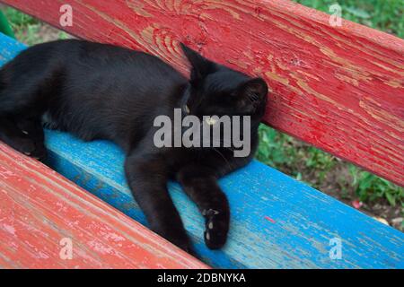Schwarzes junges Kätzchen liegt auf einer mehrfarbigen Bank Stockfoto