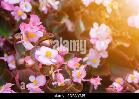 Viele schöne Begonien Blumen hautnah. Rosa und gelben Farben Stockfoto