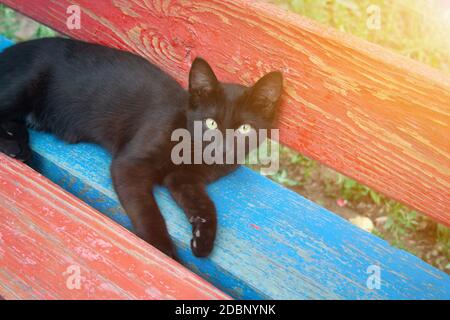 Schwarzes junges Kätzchen liegt auf einer mehrfarbigen Bank Stockfoto