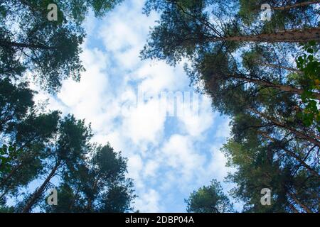 Grüne Zweige von Kiefer und Birke auf blauen Himmel Hintergrund Stockfoto