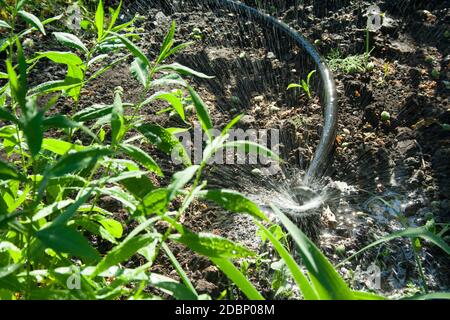 Bewässerung im Garten. Еhe Sprinkleranlagen bewässert die Pflanzen an einem sonnigen Tag. Stockfoto