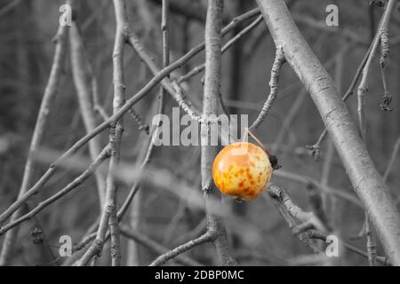 Die letzte überreifen Apfel hängt an einem Ast. Herbst Stockfoto