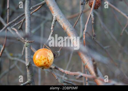 Die letzte überreifen Apfel hängt an einem Ast. Herbst Stockfoto