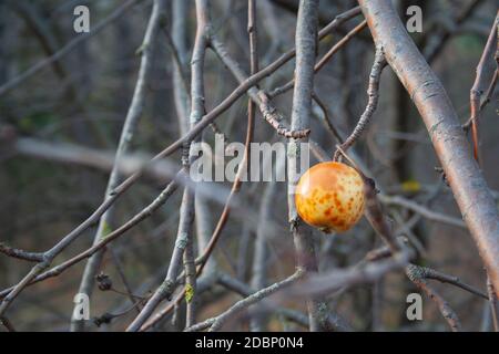 Die letzte überreifen Apfel hängt an einem Ast. Herbst Stockfoto