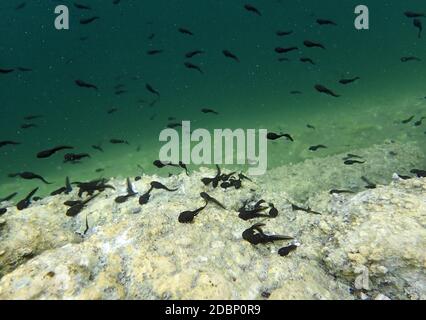 Unterwasseraufnahme von Kaulquappen in einem See Stockfoto