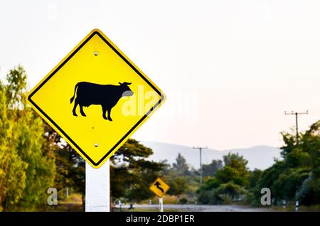 Kuh Warnschild am Straßenrand Stockfoto