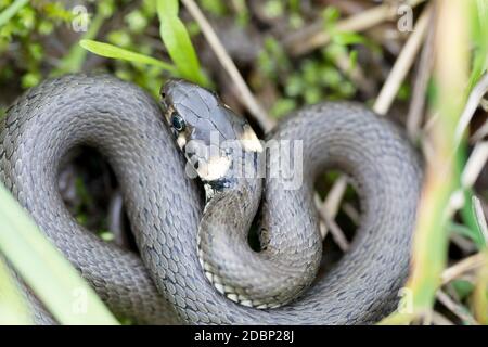 Nahaufnahme von kleinen Grasnatter in natürlichen Lebensraum in verteidigen Pose, Natrix natrix, europäische Tierwelt, Tschechische Republik Stockfoto