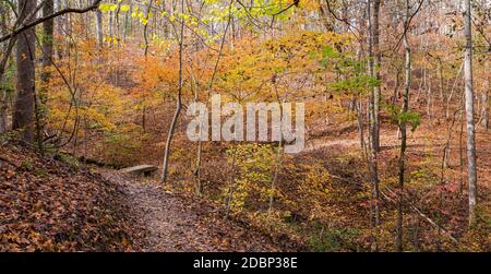 Ein Wanderweg mit Steg schlängelt sich durch das leuchtende Herbstlaub im McDowell Nature Preserve in Charlotte, North Carolina. Stockfoto