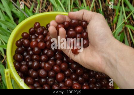 Menschenhand gießt frische rote Kirsche in den Garten in den Gelbkübel. Reife Beeren im Garten am Sommertag. Kirsche pflücken Stockfoto