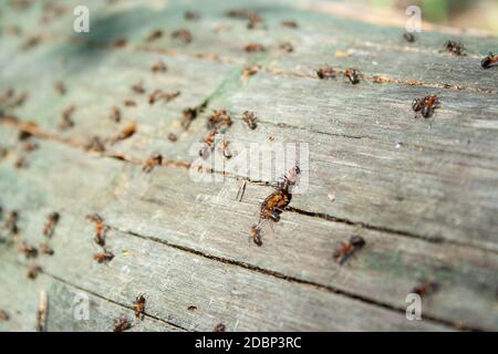 Viele Ameisen gemeinsam an gefallenen trockenen Baum an der sonnigen Tag un den Wald hautnah. Makro ant. Gruppe von Insekten Stockfoto