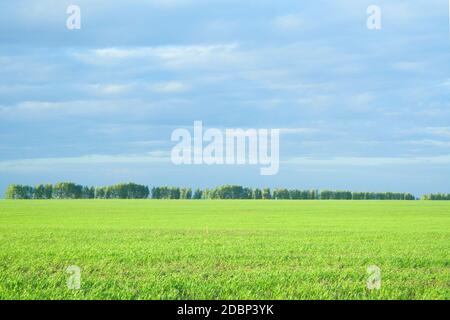 Abends bewölkter Tag Landschaft des geräumigen schönen Feld. Sonnenuntergang am goldenen Feld auf orange und grüne Farben Stockfoto