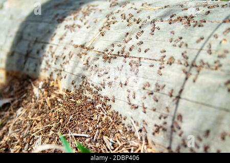 Viele Ameisen gemeinsam an gefallenen trockenen Baum an der sonnigen Tag un den Wald hautnah. Makro ant. Gruppe von Insekten Stockfoto