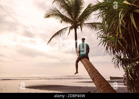 Mann, der auf einer Palme sitzt, Bali, Indonesien Stockfoto