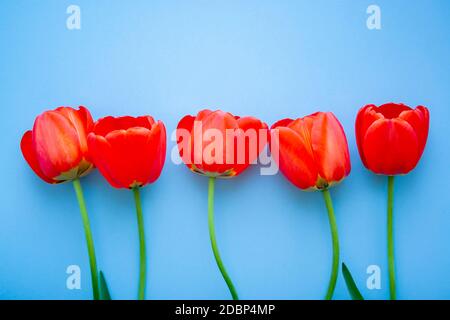 Schöne rote Tulpen Draufsicht auf trendigen blauen Hintergrund 2020. Feier, Postkartenvorlage Stockfoto