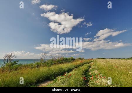 Weg entlang der Klippen mit einem Mohn Feld zwischen Wudrow und Ahrenshoop, Halbinsel Fischland-Darss-Zingst, Nationalpark Vorpommersche Boddenlandschaft, Ostsee, Mecklenburg-Vorpommern, Deutschland Stockfoto