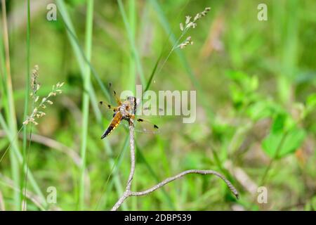 Nahaufnahme einer vierfleckigen Verfolgerin, Libellula quadrimaculata oder einer vierfleckigen Skimmer-Libelle, die in saxon ruht Stockfoto