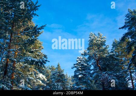 Tops von Tannen an einem sonnigen Wintertag in einem Winter Wald mit Kopie Raum, Ansicht von unten Stockfoto