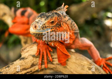 Schöner roter Leguan auf Holz, Nahaufnahme von Tieren. Orangefarbener Iguana sitzt auf Treibholz und schaut auf die Kamera. Eine Unterart des Roten Morphs. Schüchtern an Stockfoto