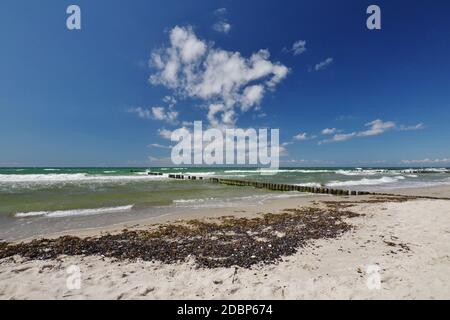 Am Strand bei Wustrow, Halbinsel 'Fischland-Darss-Zingst', Nationalpark 'Vorpommersche Boddenlandschaft', Ostsee, Mecklenburg-Vorpommern, Deutschland Stockfoto