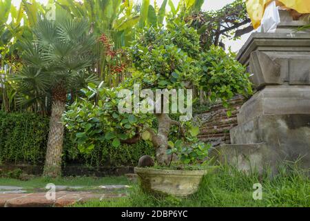 Kleiner Bonsai im tropischen Garten auf Bali. Kleiner Baum draußen in der Sonne. Einzigartiger und grüner Bonsai-Baum. Grüner Bonsai Baum im Blumentopf, Stockfoto