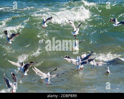 Vögel, eine Schar australischer Silbermöwen, die fliegen, surfen und auf dem Meereswasser am Hafenstrand vor den Wellen sitzen Stockfoto