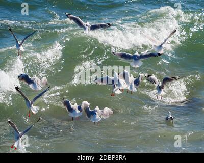 Vögel, eine Schar australischer Silbermöwen, die fliegen, surfen und auf dem Meereswasser am Hafenstrand vor den Wellen sitzen Stockfoto