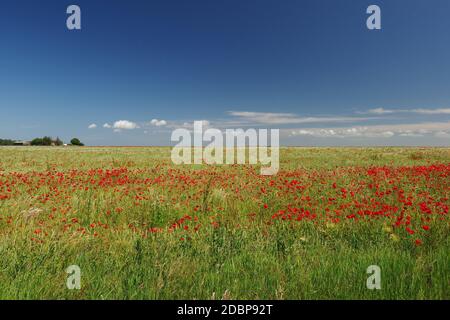 Landschaft mit Mohn zwischen Ostsee und Saaler Bodden, Wustrow, Halbinsel Fischland-Darss-Zingst, Nationalpark Vorpommersche Boddenlandschaft, Ostsee, Mecklenburg-Vorpommern, Deutschland Stockfoto