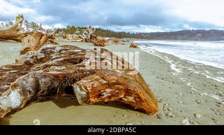 Der bewaldete Weg am Strand La Push Stockfoto