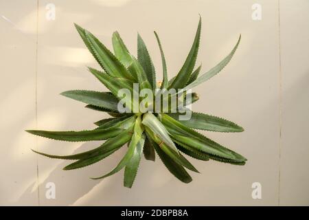 Draufsicht einzelne ganze Ananas tropische Früchte oder Ananas auf weißem Hintergrund isoliert. Ganze Ananas mit Blättern. Gelbe Orange reife frische Ananas. O Stockfoto
