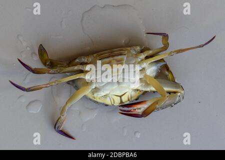 Ventrale Ansicht der blauen Manna Krabbe, Sandkrabbe. Blumenkrabbe. Portunus pelagicus isoliert auf weißem Hintergrund. Nahaufnahme Foto von frischen rohen Blau Schwimmen Stockfoto