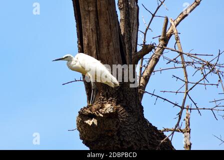 Silberreiher am Okavango-Fluss in Botswana Stockfoto